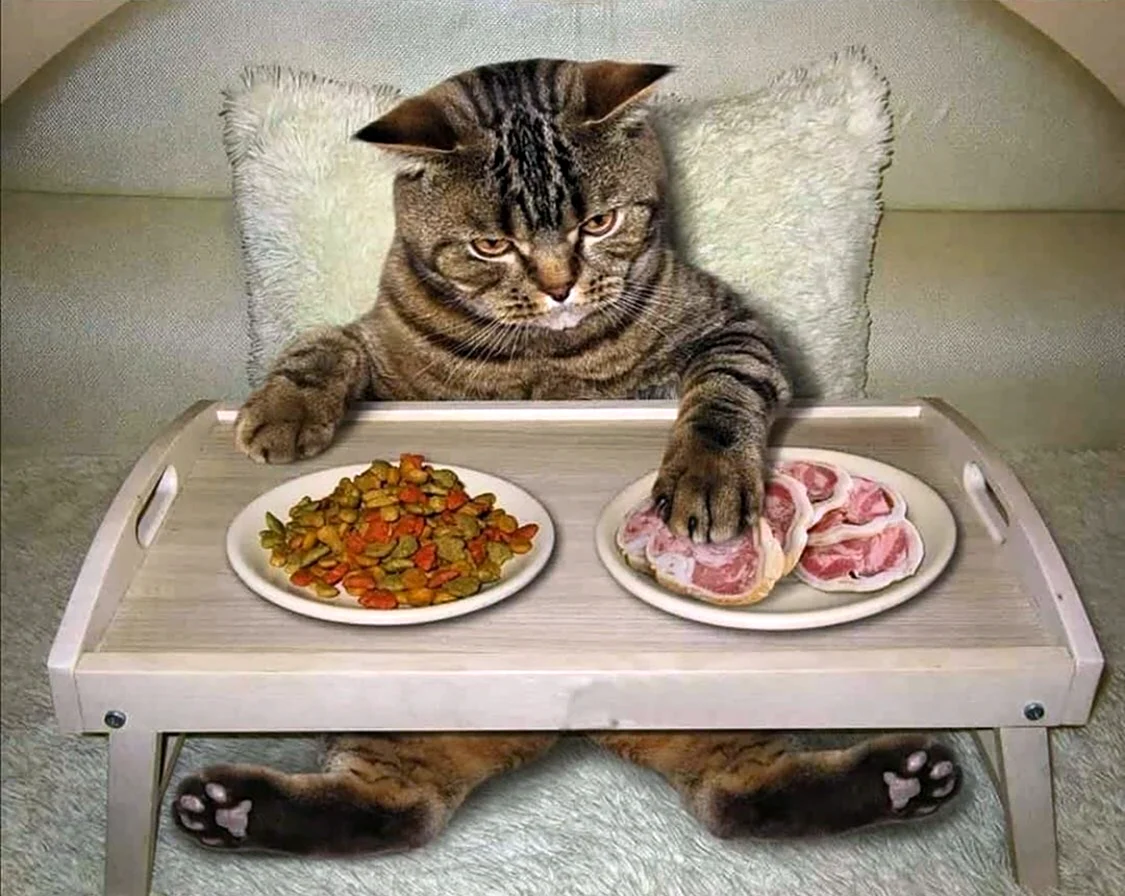 Еда для котов. Красивое животное