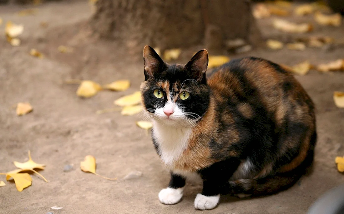 Эгейская кошка трехцветная. Красивые картинки животных