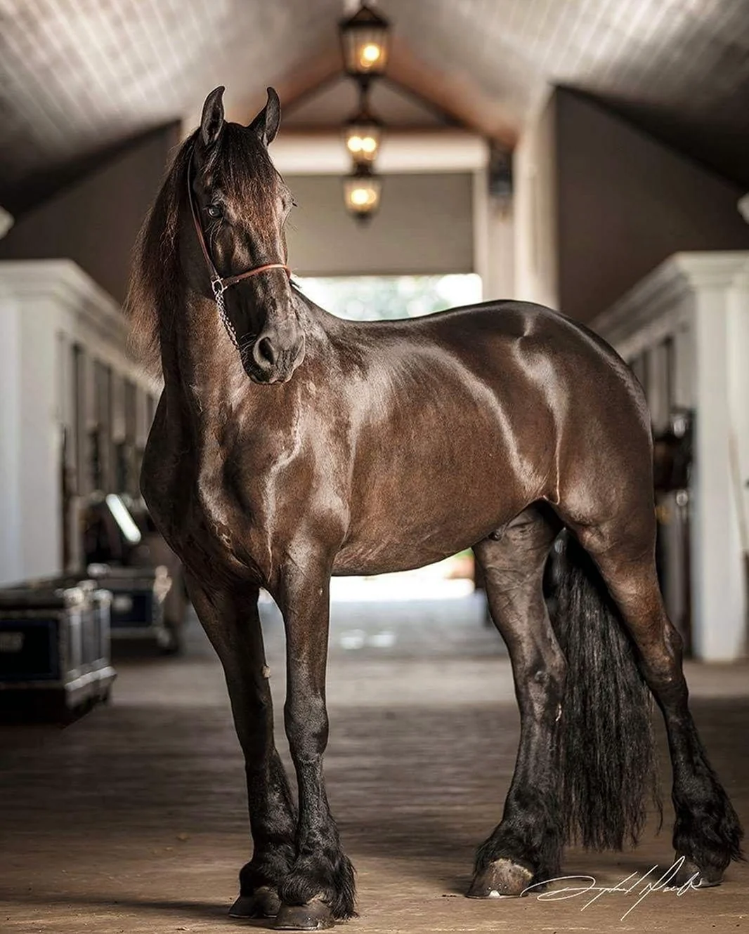 Эгиденбергер порода лошади. Красивое животное
