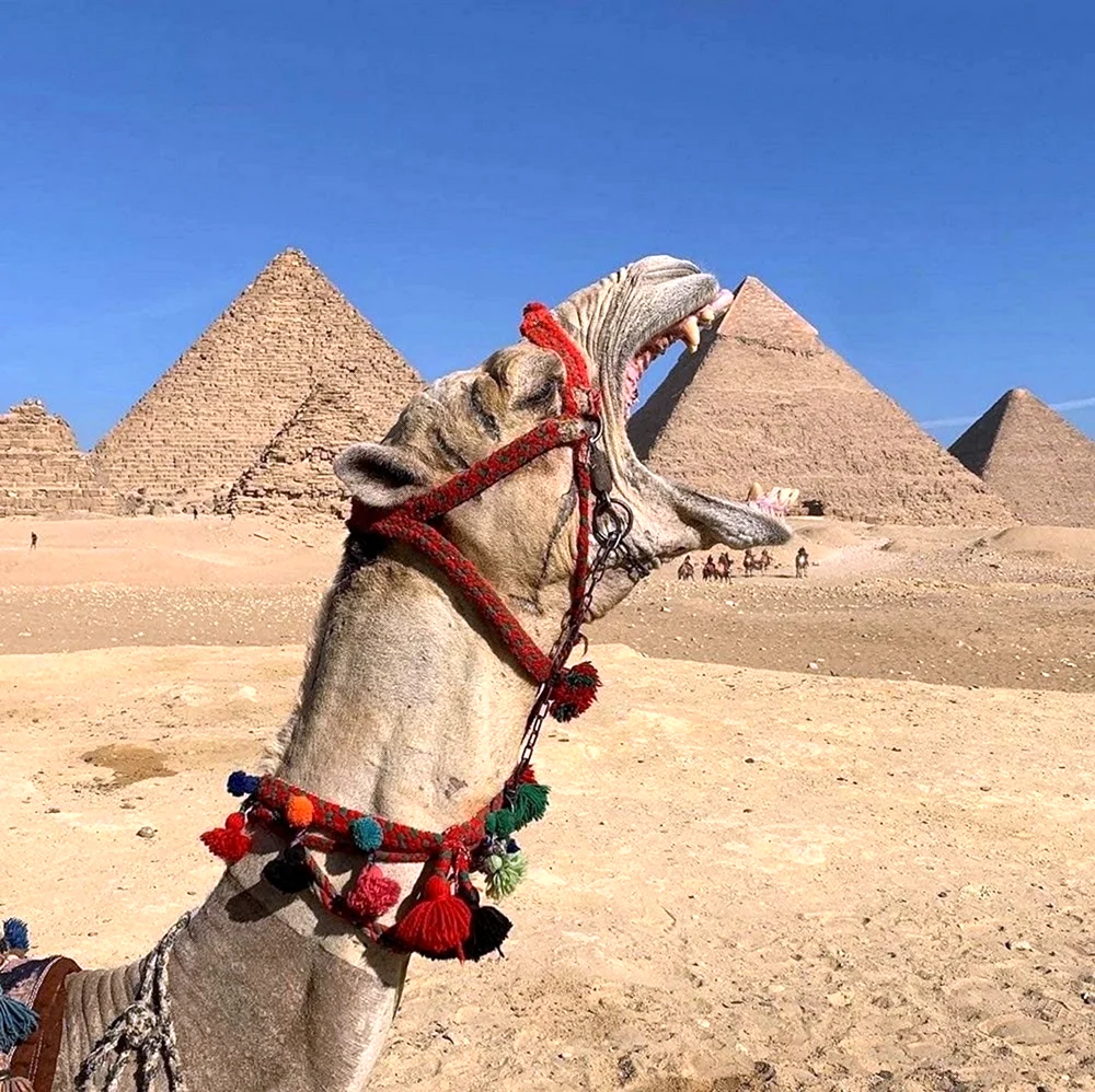 Египет пирамиды Верблюды. Картинка