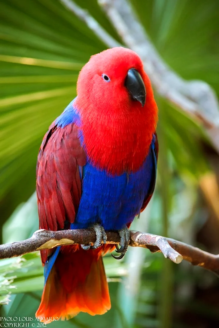 Эклектус попугай. Красивое животное