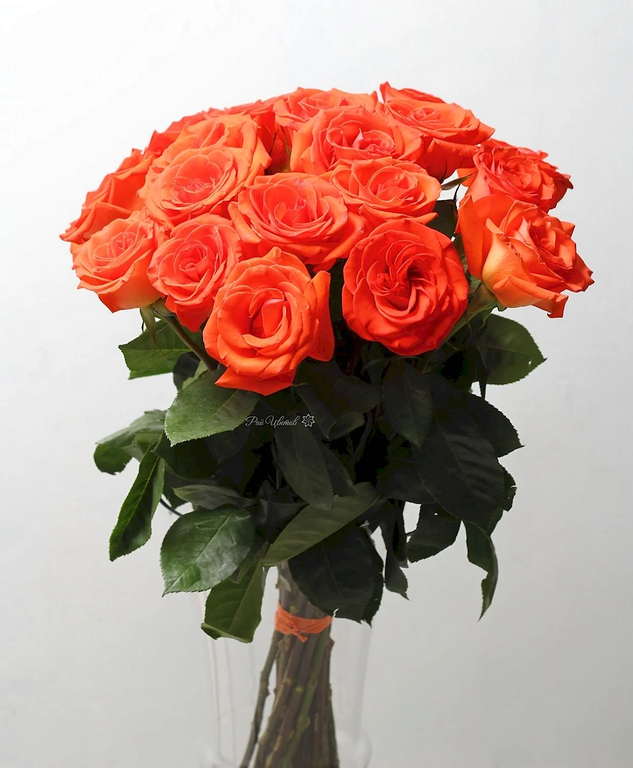 Эквадорская роза Нина. Красивая картинка