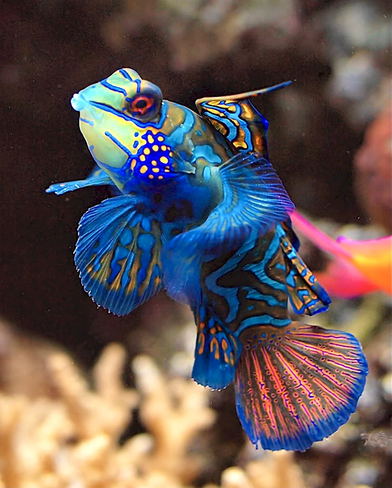 Экзотические аквариумные рыбки. Красивое животное