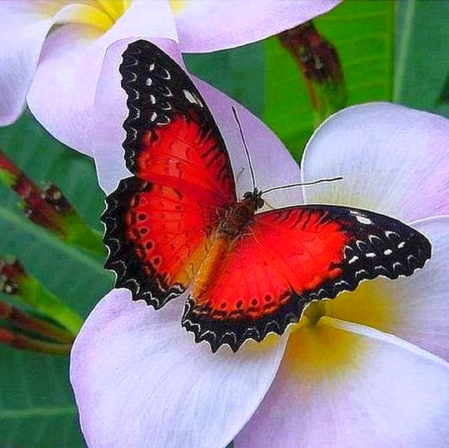 Экзотические бабочки на цветах. Красивое животное