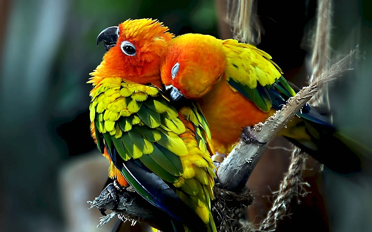 Экзотические попугаи неразлучники. Красивое животное