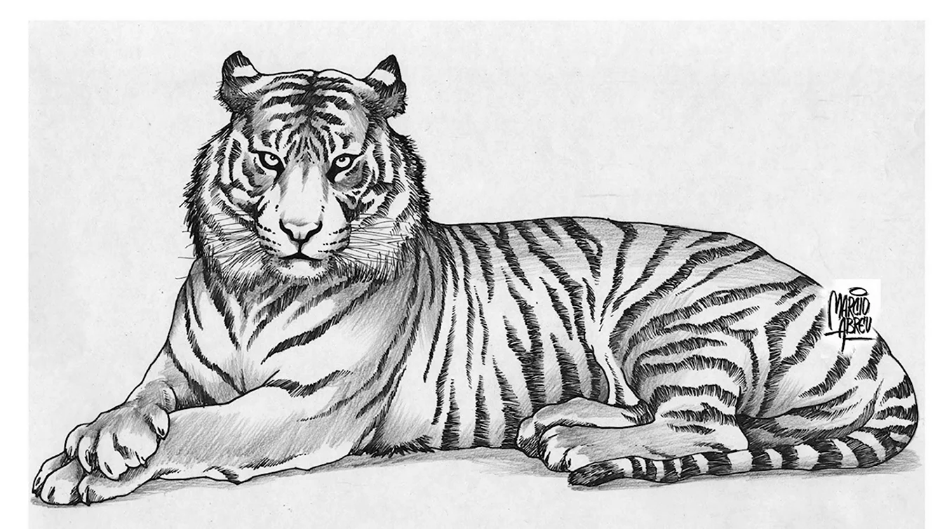 Эскиз Амурского тигра. Для срисовки