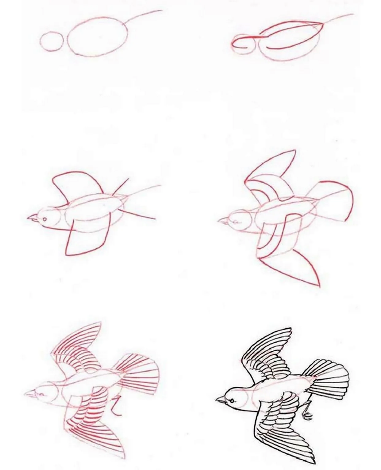 Этапы рисования птицы. Для срисовки