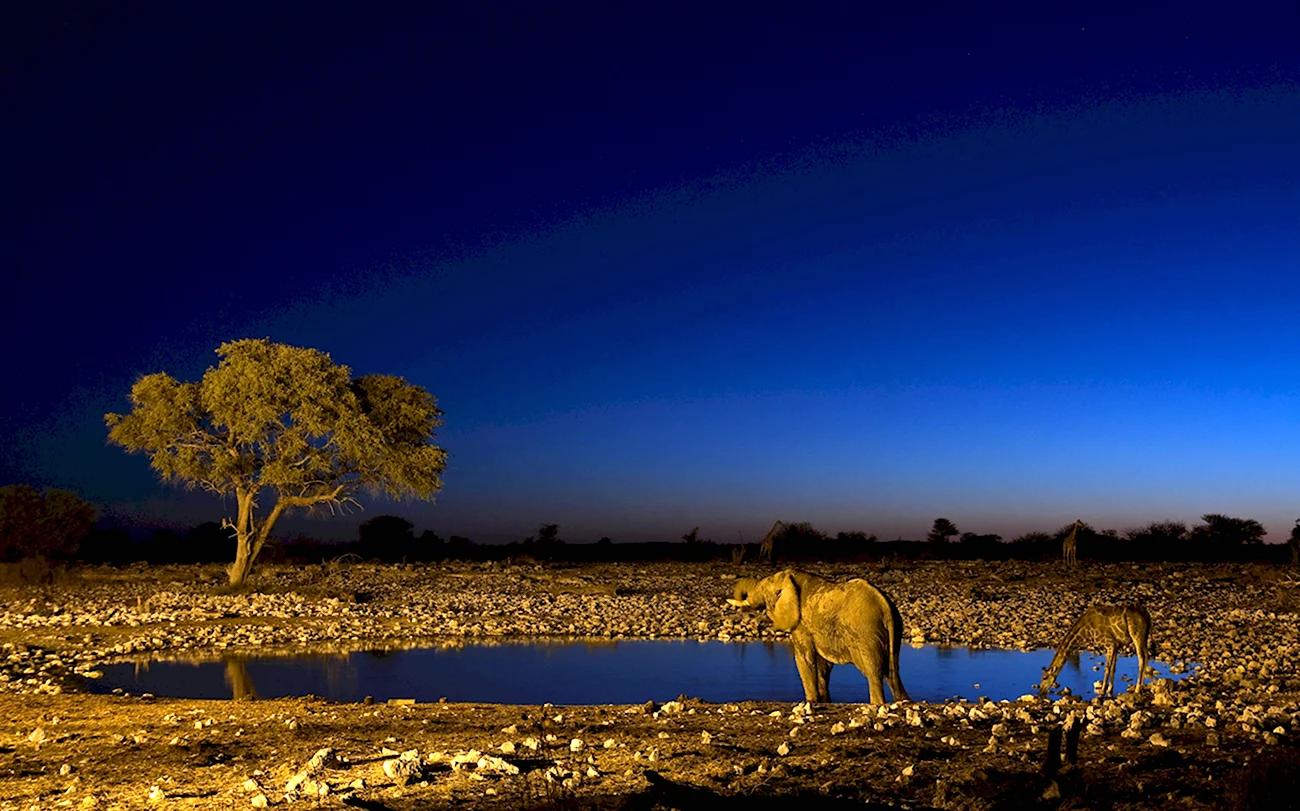 Этоша национальный парк Намибии. Картинка