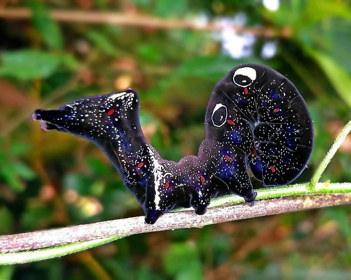 Eudocima phalonia бабочка. Красивое животное