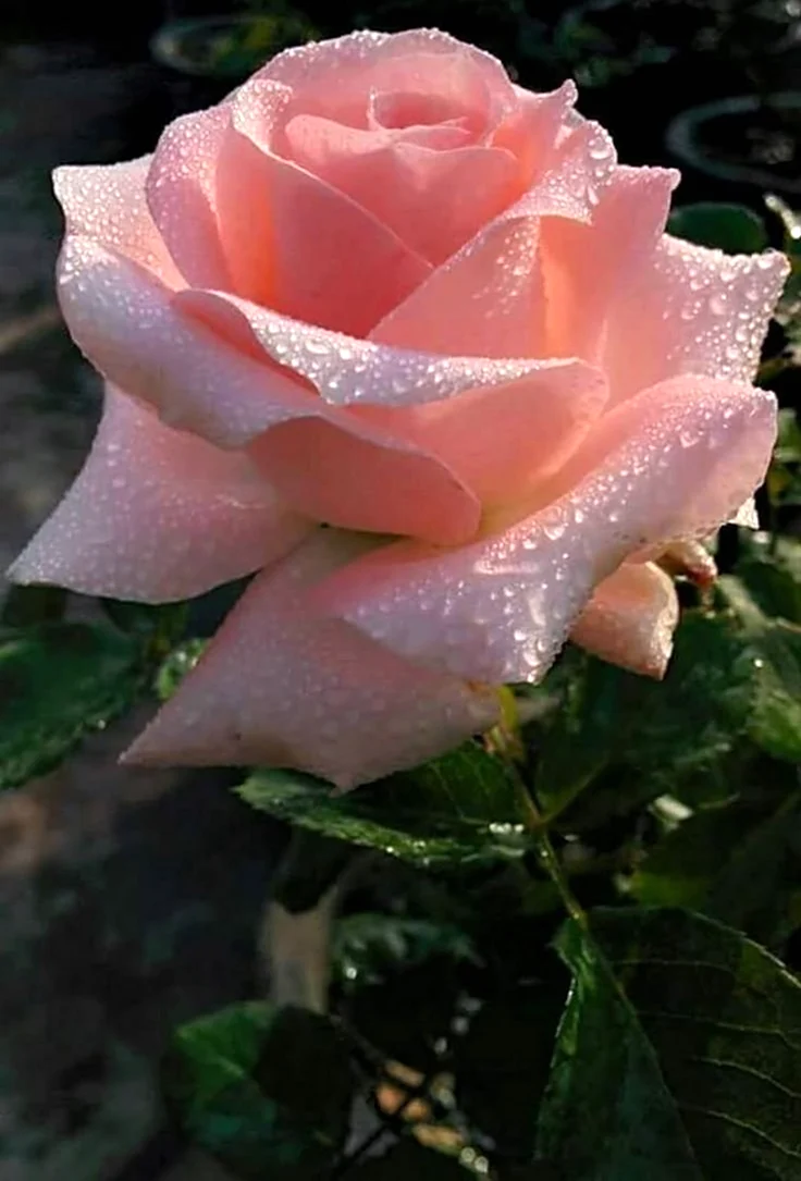 Эвэнтайн роза. Красивая картинка