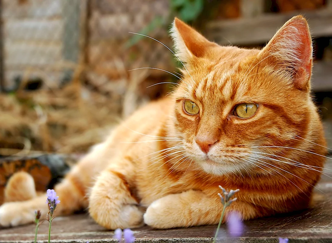Европейская короткошерстная кошка рыжая. Красивые картинки животных