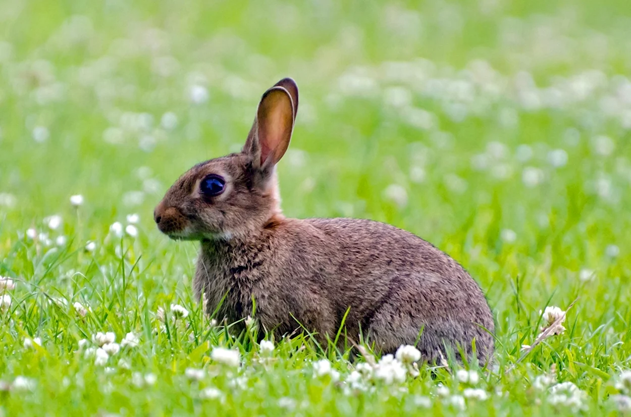 Факты о кроликах. Красивое животное