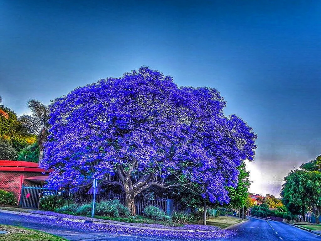 Фиалковое дерево жакаранда. Красивая картинка