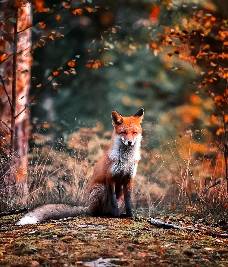 Финский фотограф Осси Сааринен. Красивое животное