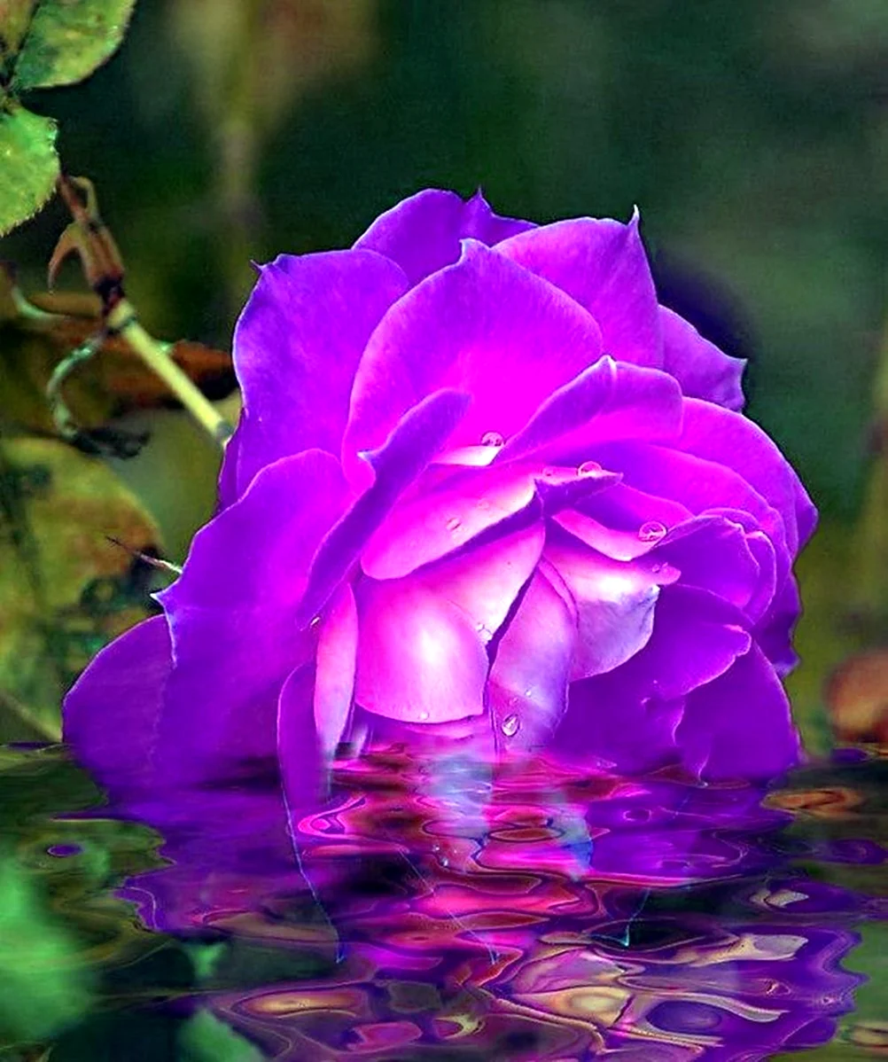 Фиолетовые живые цветы. Красивая картинка