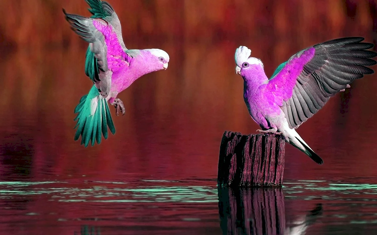 Фиолетовый попугай Какаду. Красивое животное