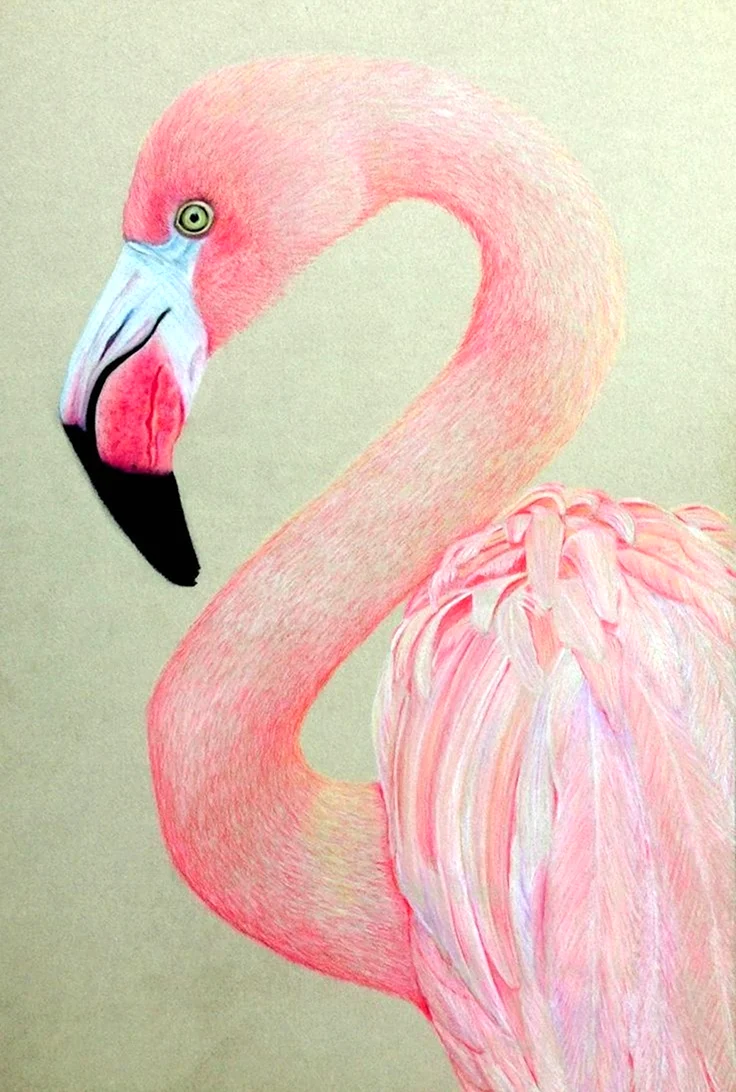 Фламинго арт. Id136171. Для срисовки