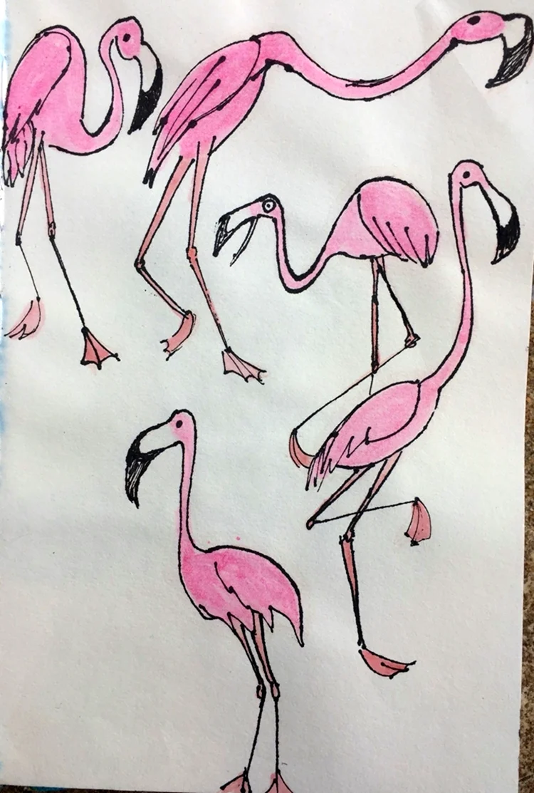 Фламинго набросок. Для срисовки