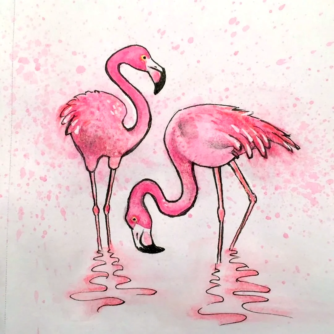 Фламинго рисунок. Для срисовки