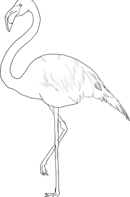 Фламинго рисунок для срисовки. Для срисовки