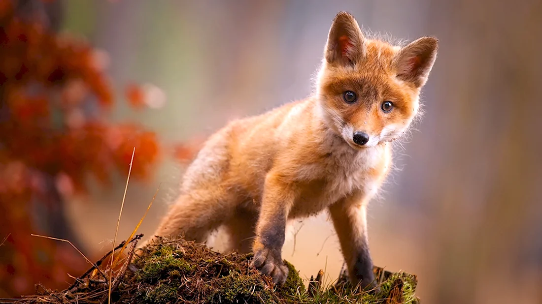 Фокс лиса. Красивые картинки животных