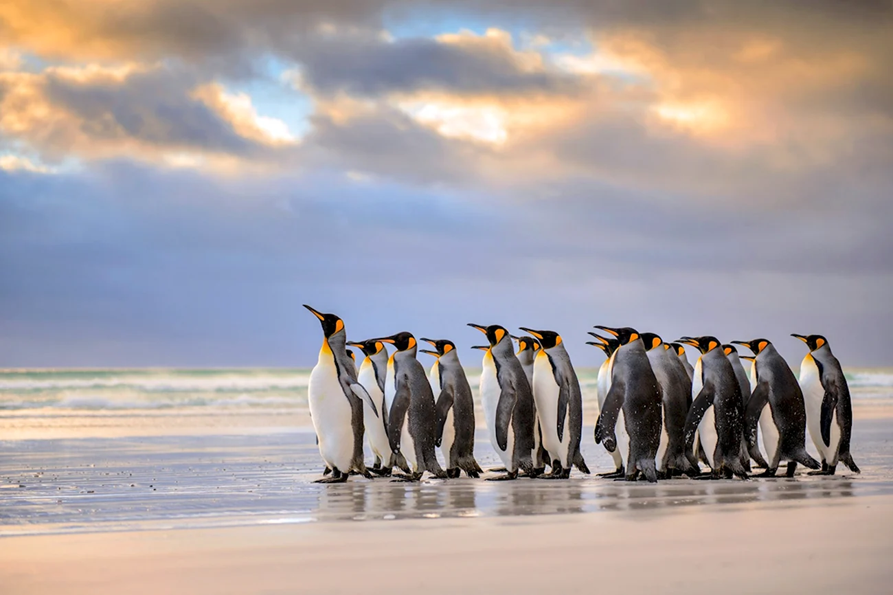 Фолклендские острова пингвины. Картинка