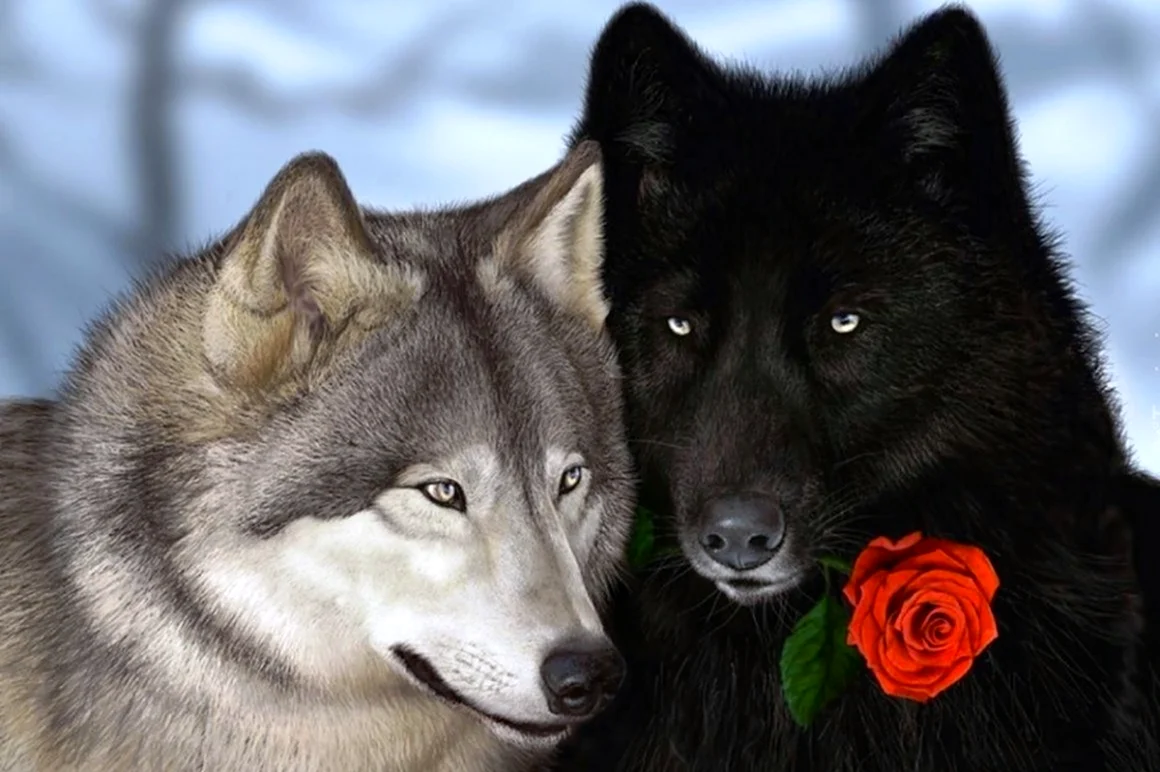Фото волка с розой. Красивая картинка