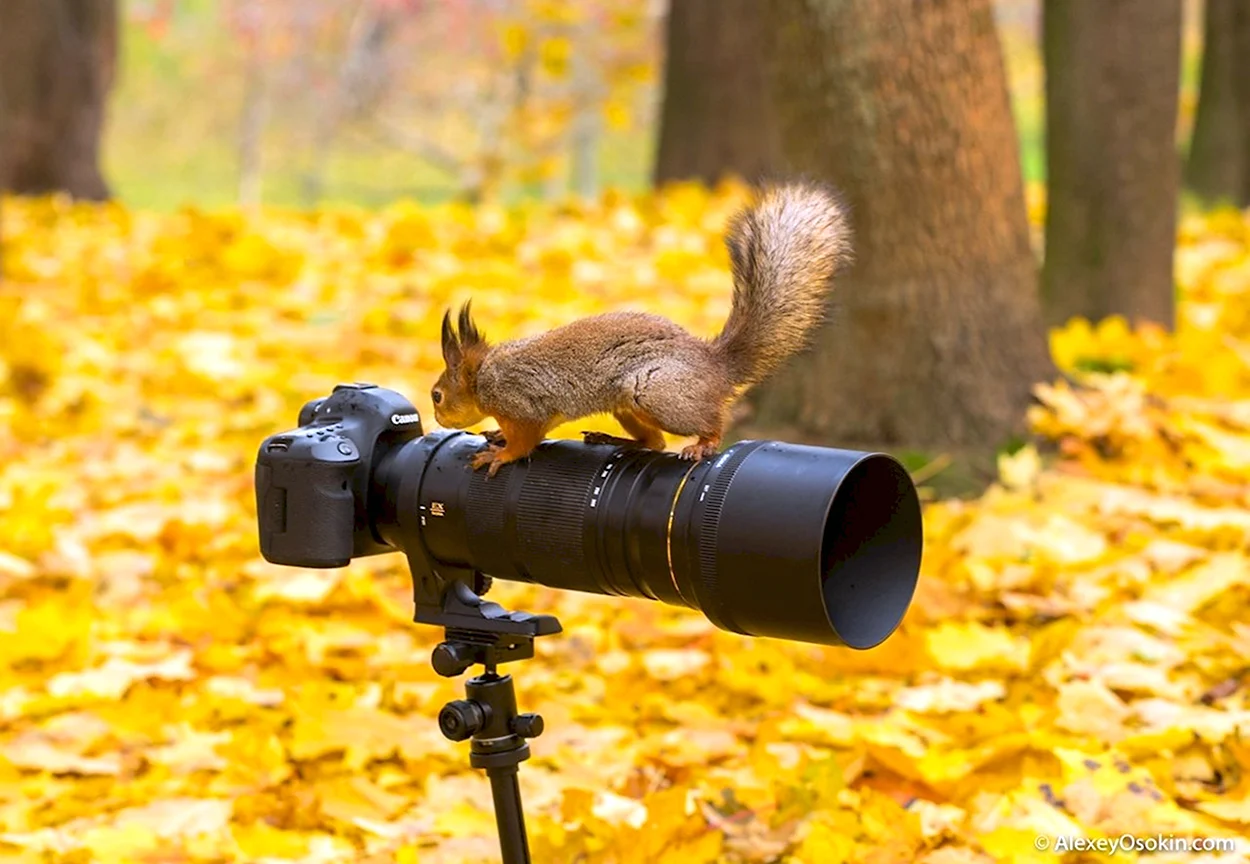 Фотоаппарат осень. Красивое животное