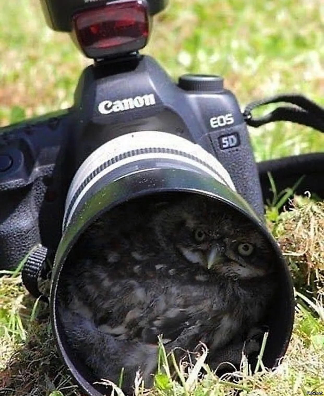Фотоаппарат с птичкой. Красивое животное