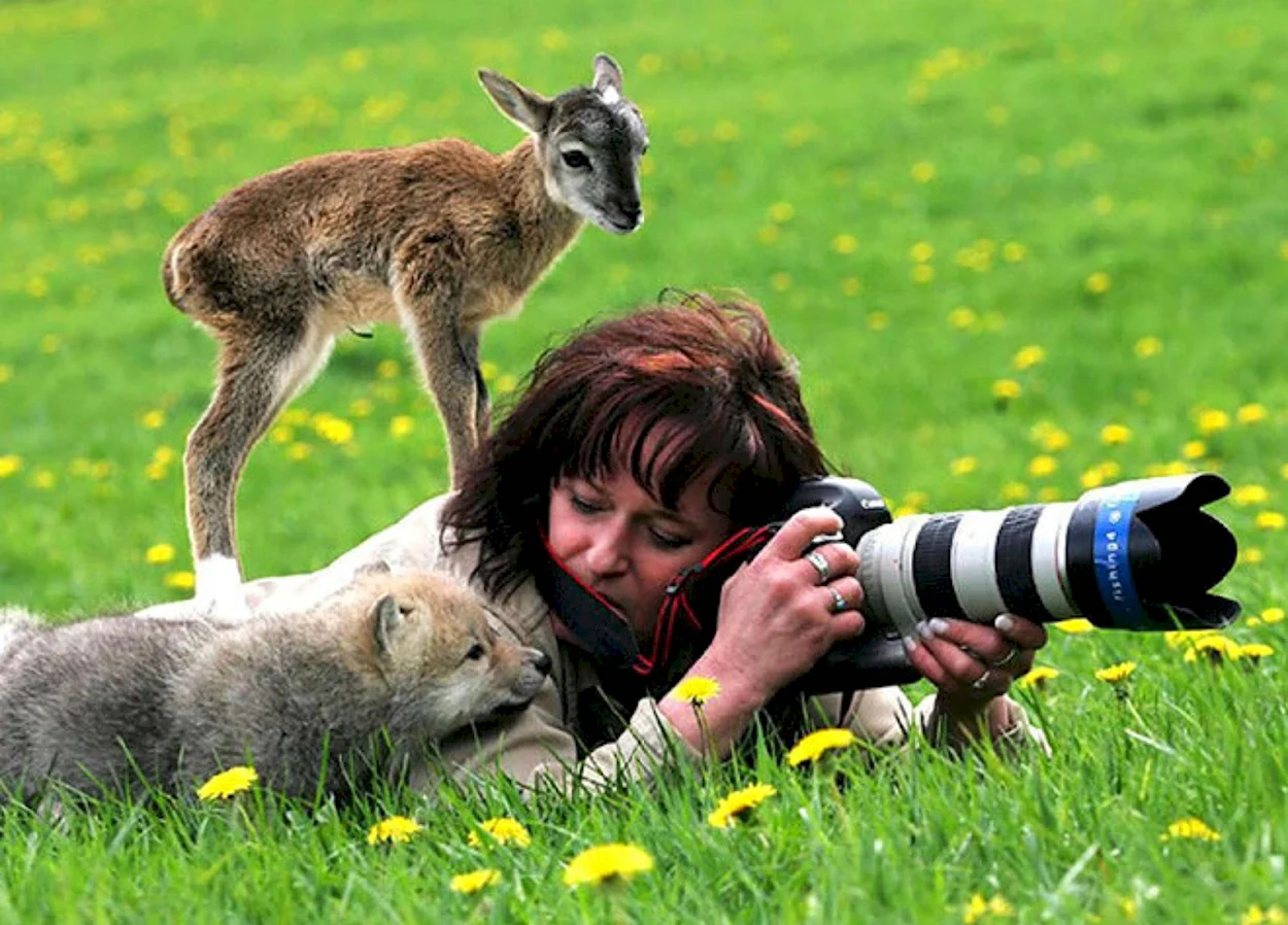 Фотограф фотографирует животных. Красивое животное