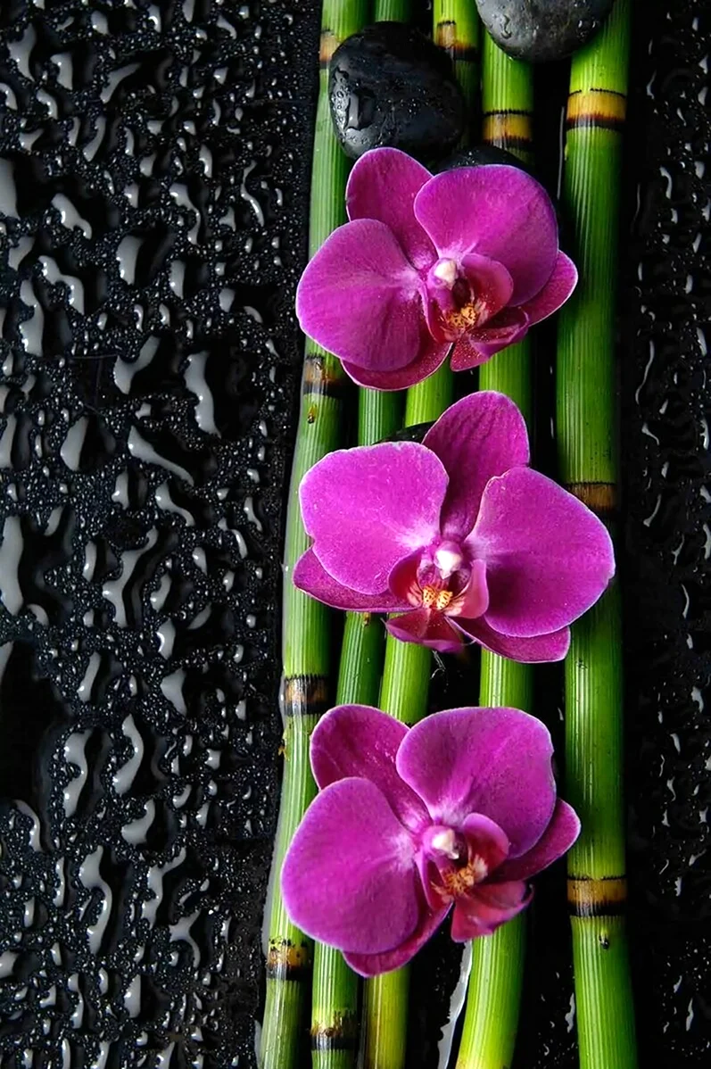 Фотопечать Орхидея. Красивая картинка