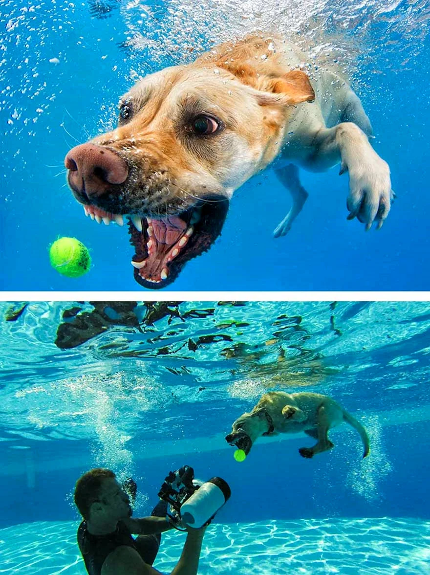 Фотосессия собак под водой. Красивое животное