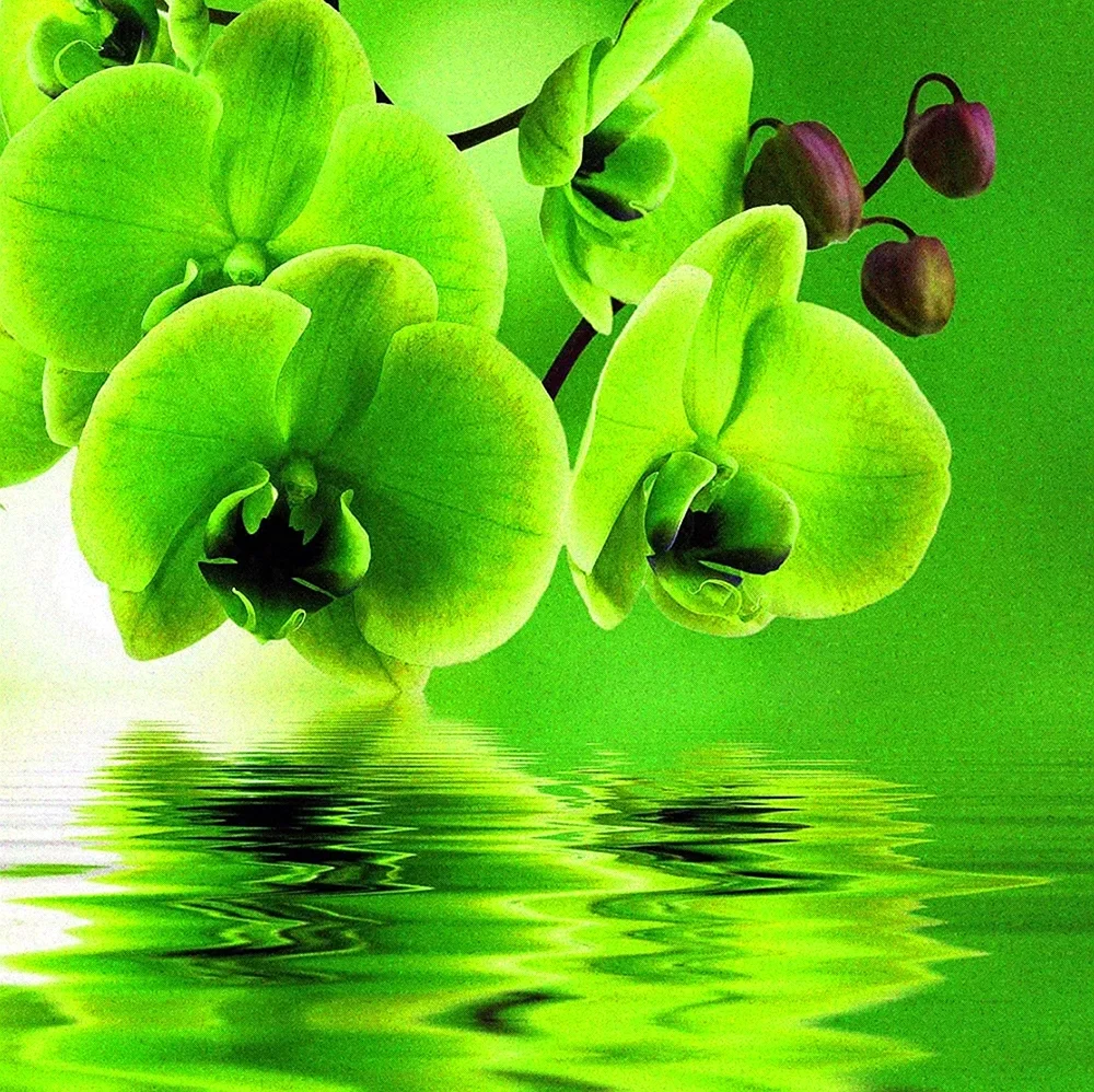 Фототюль зеленые орхидеи. Красивая картинка