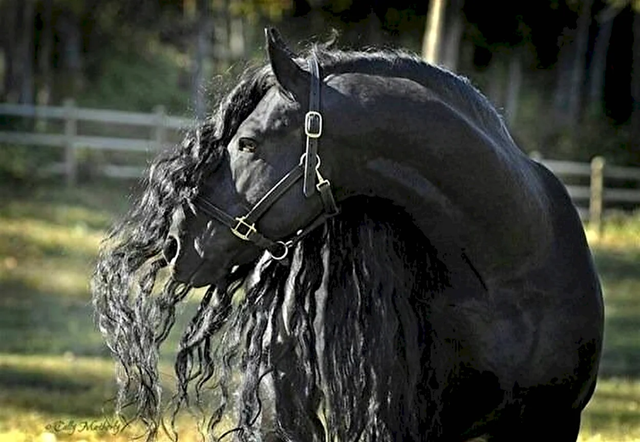 Фредерик Великий Фризская лошадь. Красивое животное
