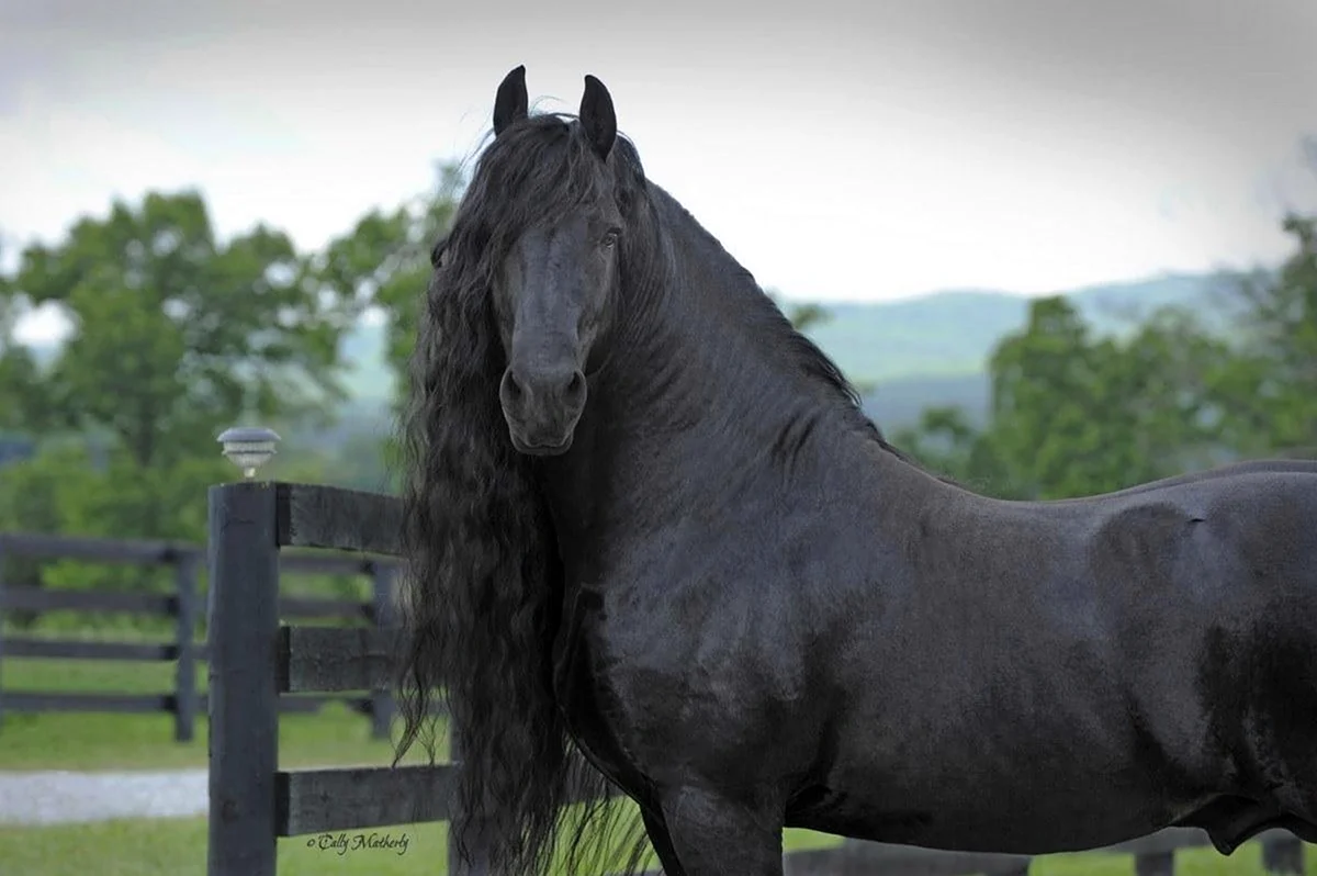 Фредерик Великий лошадь. Красивое животное
