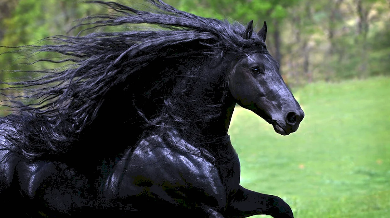 Фредерик Великий лошадь. Красивое животное