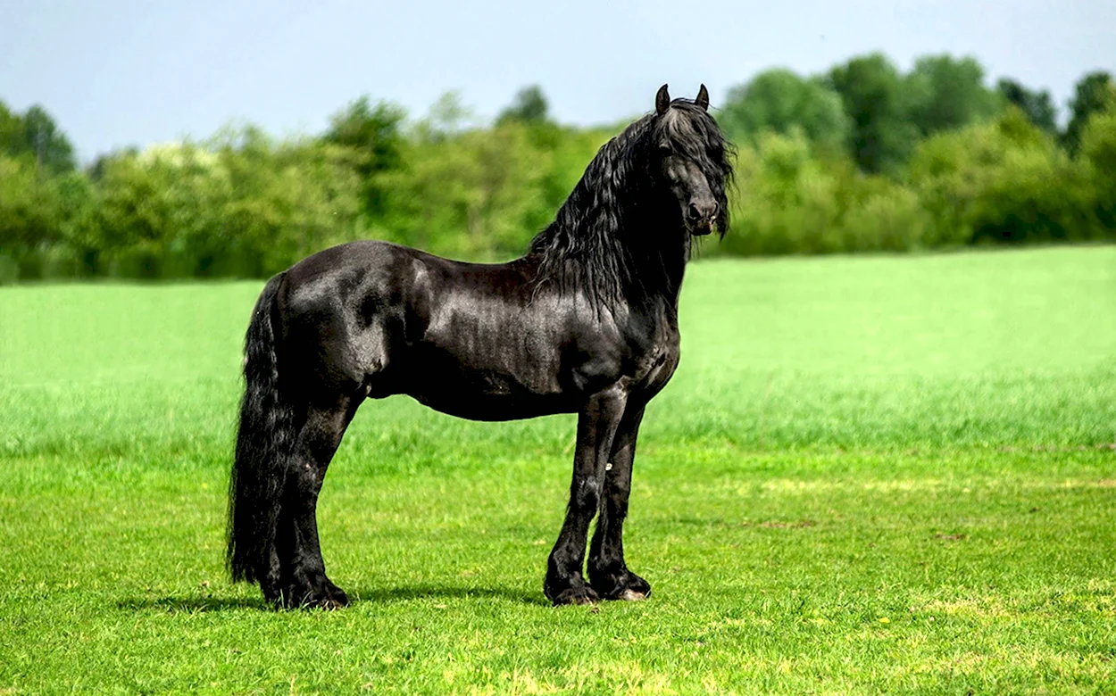 Фриз Фризская лошадь. Красивое животное