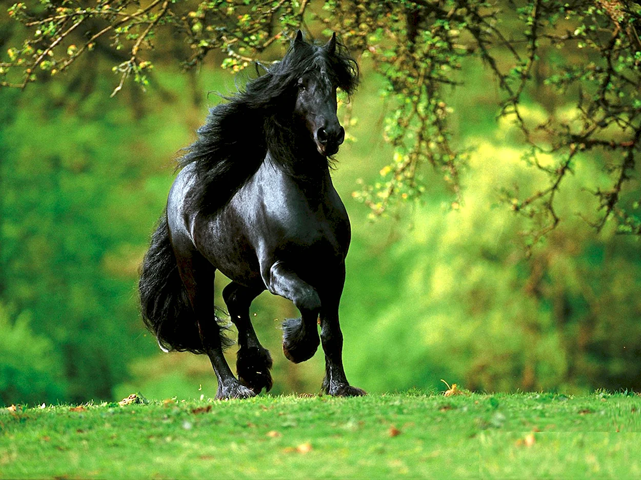 Фризская лошадь. Красивое животное