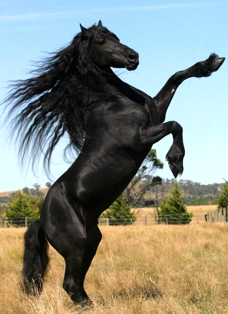 Фризская лошадь Буцефал. Красивое животное