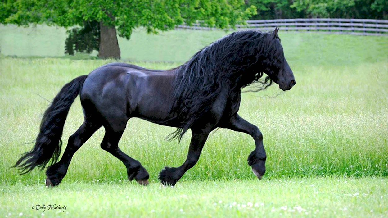 Фризская лошадь Фредерик. Красивое животное