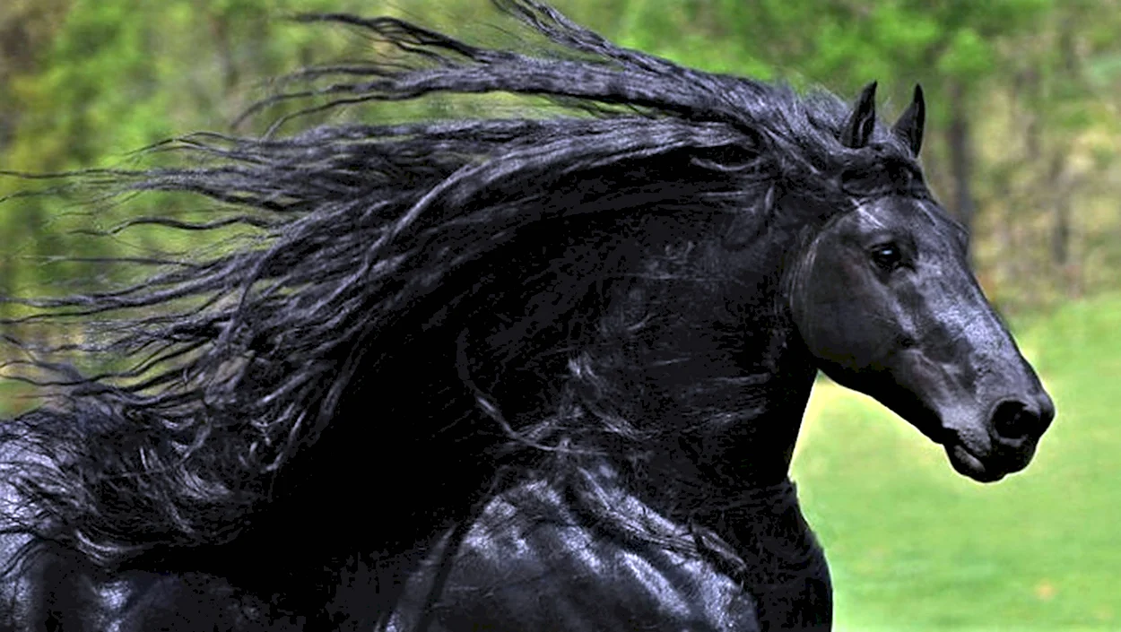 Фризская лошадь Фредерик. Красивое животное