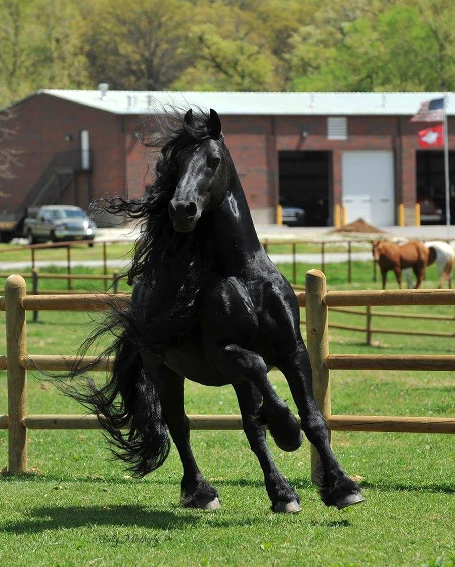 Фризская лошадь Фридрих Великий. Красивое животное
