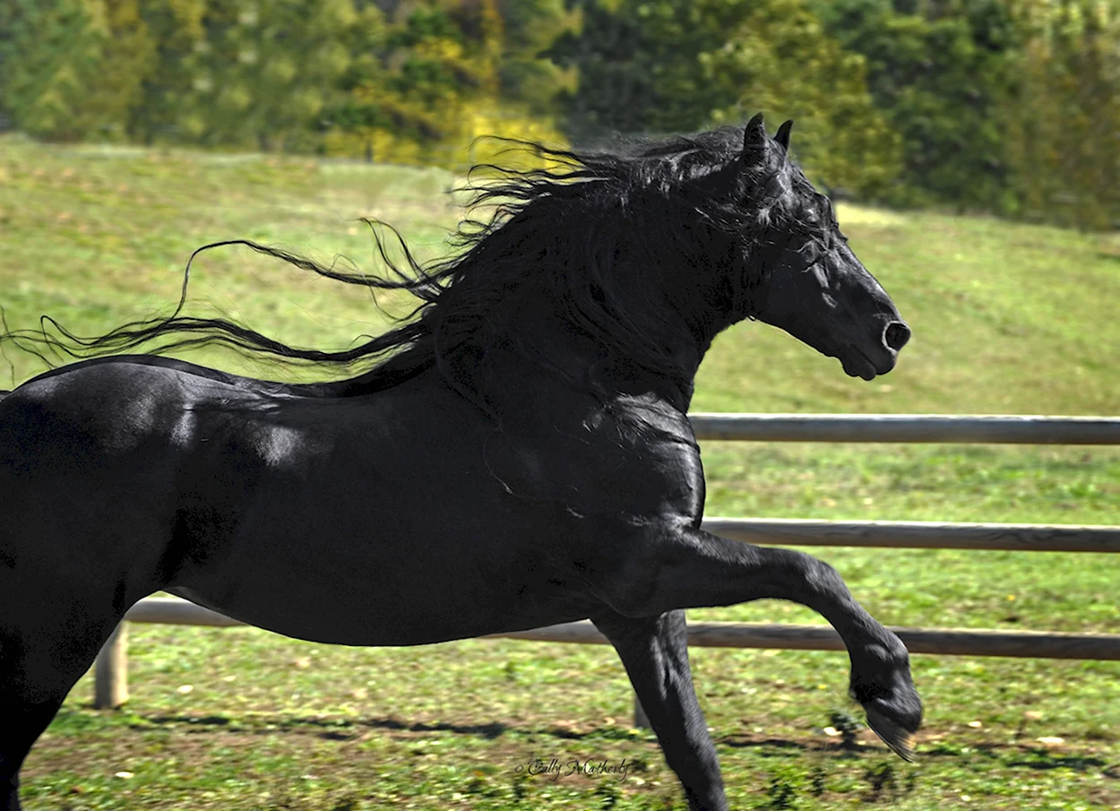 Фризская лошадь Фридрих Великий. Красивое животное