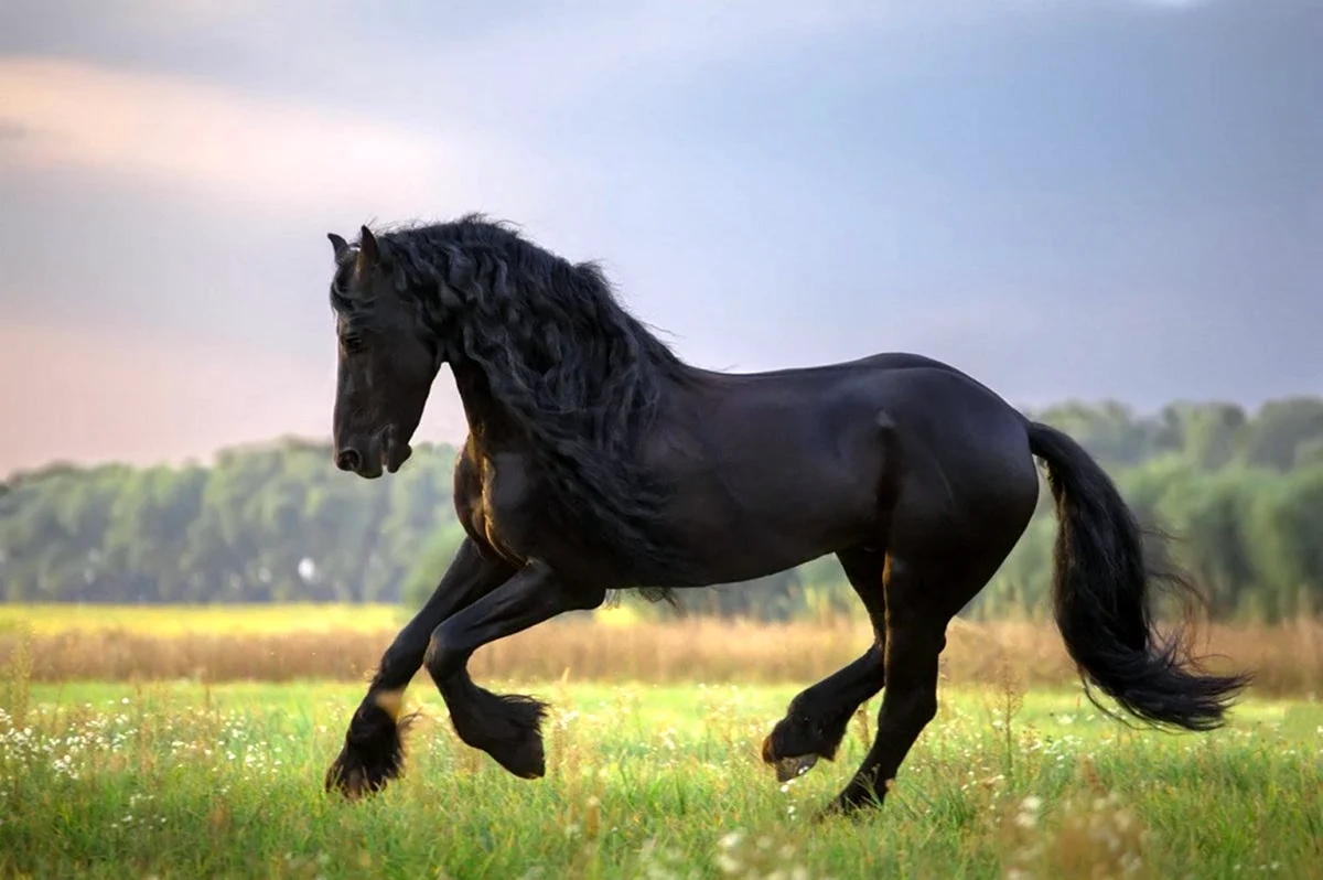 Фризская лошадь гнедая. Красивое животное