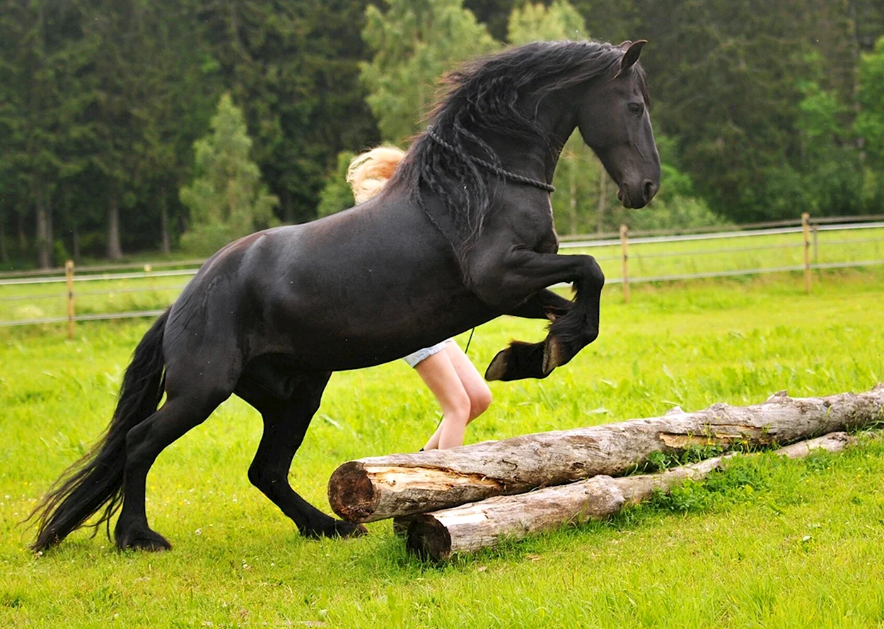 Фризская лошадь гнедая. Красивое животное