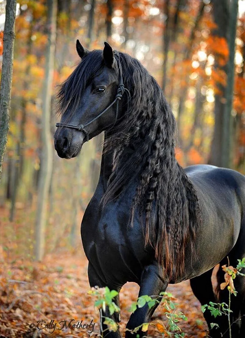 Фризская порода лошадей Фридрих Великий. Красивое животное