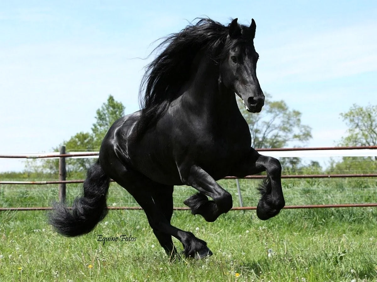 Фризский конь Фридрих Великий. Красивое животное
