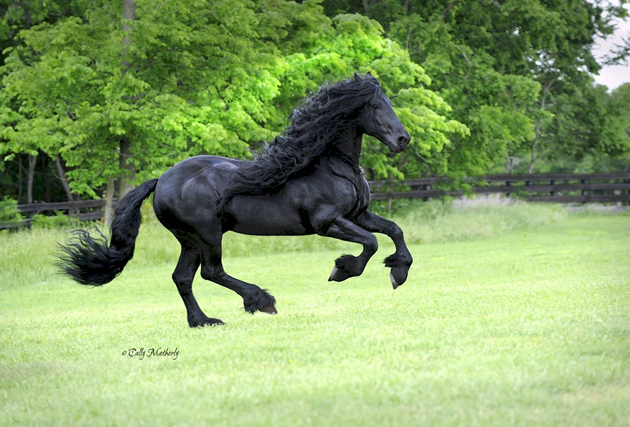 Фризский конь Фридрих Великий. Красивое животное
