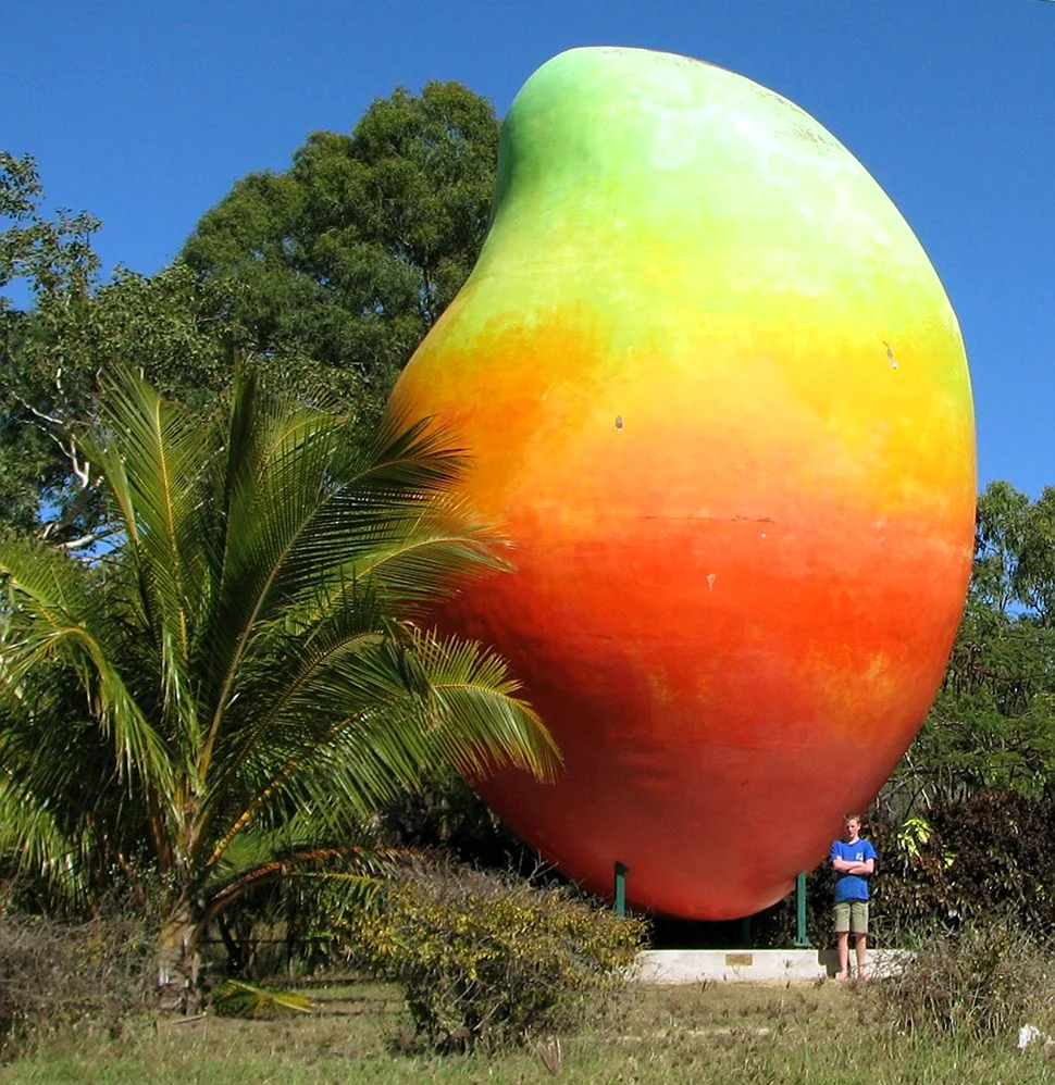 Фрукт манго Австралия. Картинка