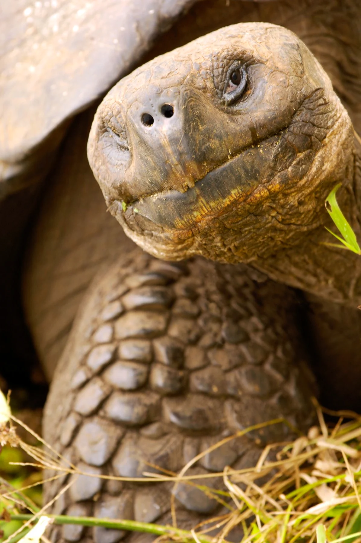 Галапагосская черепаха. Красивое животное